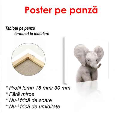 Poster - Pui de elefant pe un fundal alb, 100 x 100 см, Poster inramat pe sticla, Minimalism