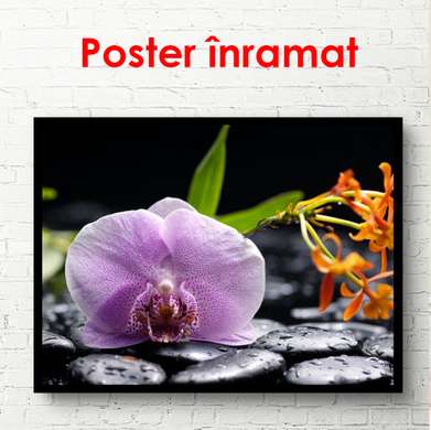 Poster - Orhideea purpură pe pietre, 90 x 60 см, Poster înrămat, Flori