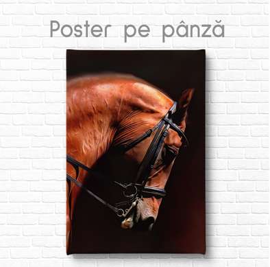Постер, Коричневая лошадь, 60 x 90 см, Постер на Стекле в раме, Животные