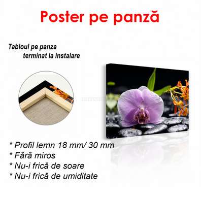 Poster - Purple orchid on stones, 90 x 60 см, Framed poster, Flowers