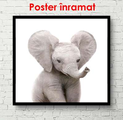Постер - Слоненок на белом фоне, 100 x 100 см, Постер в раме, Минимализм