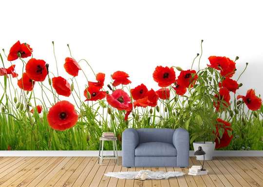 Wall Mural - Red poppies and clear sky