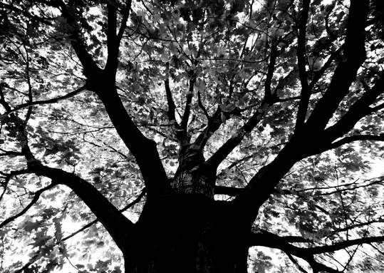 Фотообои - Дерево жизни