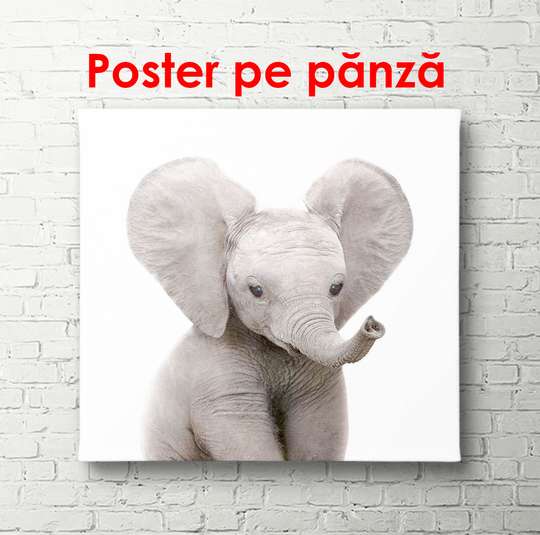 Poster - Pui de elefant pe un fundal alb, 100 x 100 см, Poster înrămat