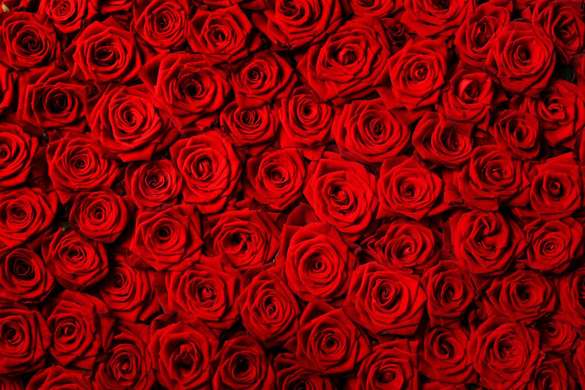 Fototapet - Trandafiri roșii