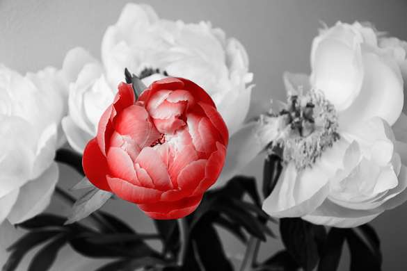 Wall Mural - Red flower on a background of black and white flowers