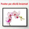 Poster - Orhidee albe cu margini roz, 45 x 30 см, Panza pe cadru, Minimalism