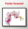 Постер - Белая орхидея с розовыми краями, 90 x 60 см, Постер на Стекле в раме, Минимализм