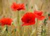 Wall Mural - Poppies and ears of wheat