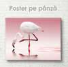 Poster, Flamingo alb, 90 x 60 см, Poster inramat pe sticla