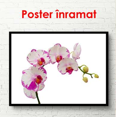 Постер - Белая орхидея с розовыми краями, 45 x 30 см, Холст на подрамнике, Минимализм