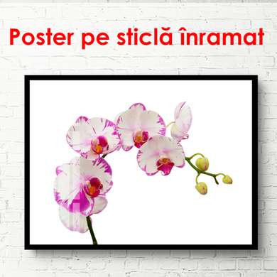 Poster - Orhidee albe cu margini roz, 90 x 60 см, Poster inramat pe sticla, Minimalism