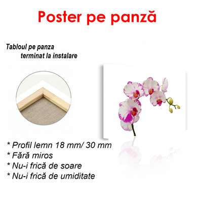 Poster - White orchid with pink edges, 45 x 30 см, Canvas on frame, Minimalism