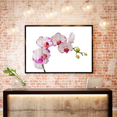 Poster - Orhidee albe cu margini roz, 45 x 30 см, Panza pe cadru