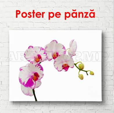 Постер - Белая орхидея с розовыми краями, 90 x 60 см, Постер на Стекле в раме, Минимализм