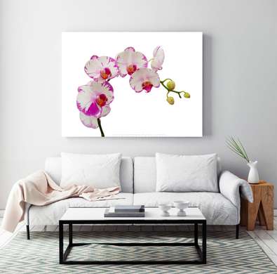 Poster - Orhidee albe cu margini roz, 45 x 30 см, Panza pe cadru, Minimalism