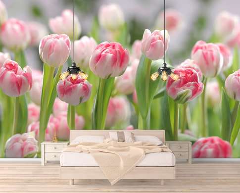 Фотообои - Поле розовых тюльпанов