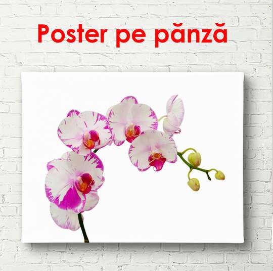 Постер - Белая орхидея с розовыми краями, 45 x 30 см, Холст на подрамнике