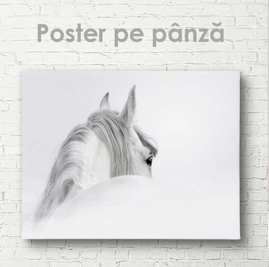Постер, Минималистичный постер с белой лошадью, 45 x 30 см, Холст на подрамнике, Животные