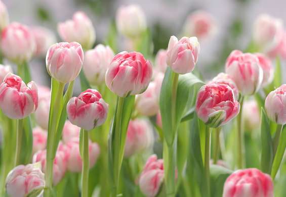 Фотообои - Поле розовых тюльпанов