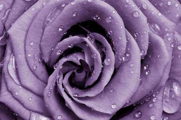 Fototapet - Un trandafir violet cu picături de rouă