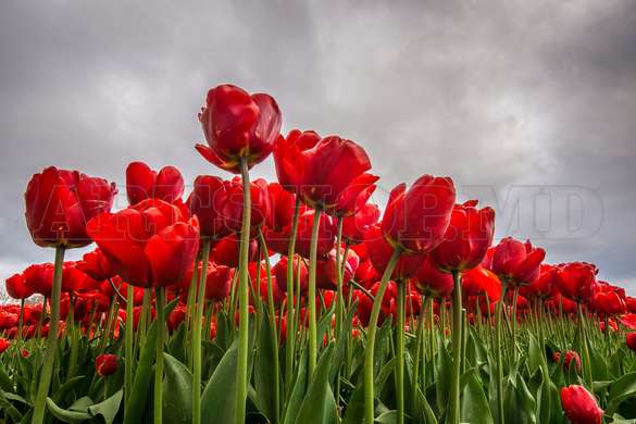 Modular picture, Red tulips, 108 х 60