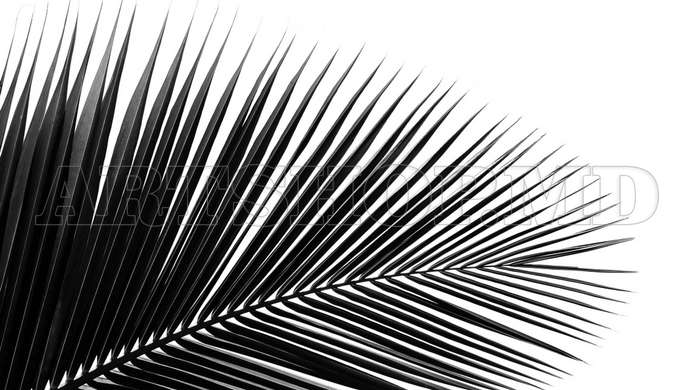 Poster - Frunze de palmier pe un fundal alb, 90 x 45 см, Poster înrămat, Alb Negru