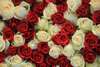 Фотообои - Розы красного и белого цвета