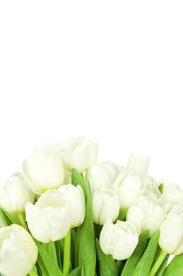 Фотообои - Белые тюльпаны