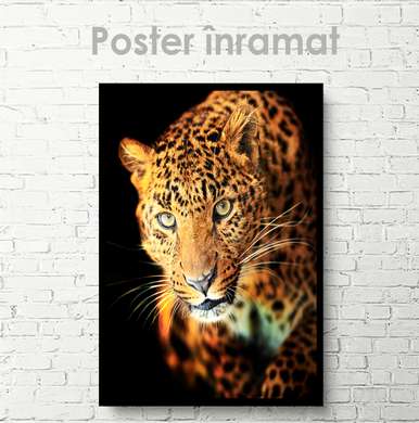 Poster, Leopard, 60 x 90 см, Framed poster on glass, Animals