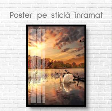 Poster - Lebăda pe fundalul apusului soarelui, 60 x 90 см, Poster inramat pe sticla