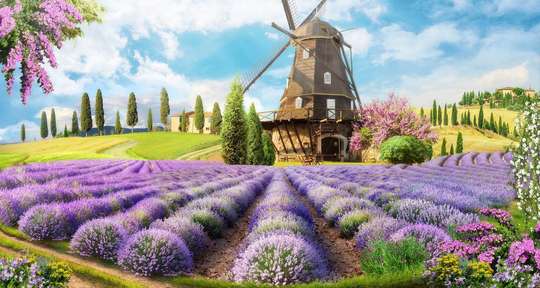 Wall Mural - Lavender field against the background of a windmill