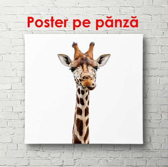 Poster, Girafă pe un fundal alb, 100 x 100 см, Poster înrămat, Animale