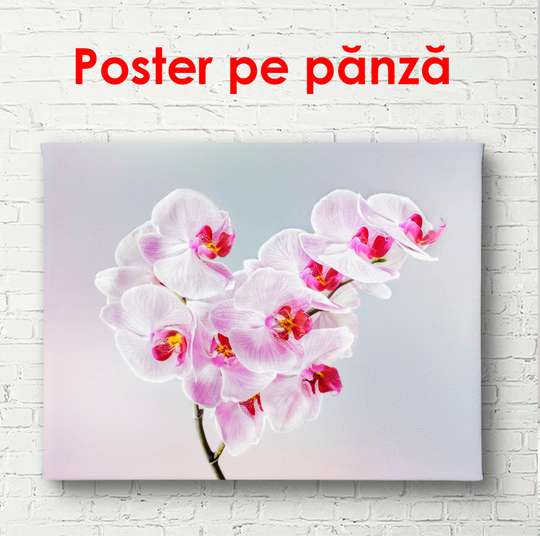 Poster - Orhideea roz pe un fundal albastru, 90 x 60 см, Poster înrămat, Flori