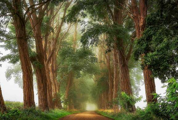 Фотообои - Дорога в лесу
