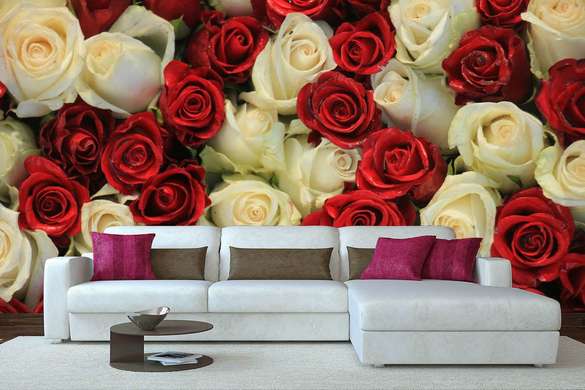 Фотообои - Розы красного и белого цвета