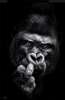 Poster - Gorilla, 45 x 90 см, Framed poster on glass, Animals