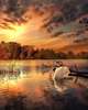 Poster - Swan on the background of the sunset, 60 x 90 см, Framed poster on glass