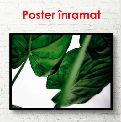 Poster - Dark green leaves, 90 x 60 см, Framed poster, Botanical