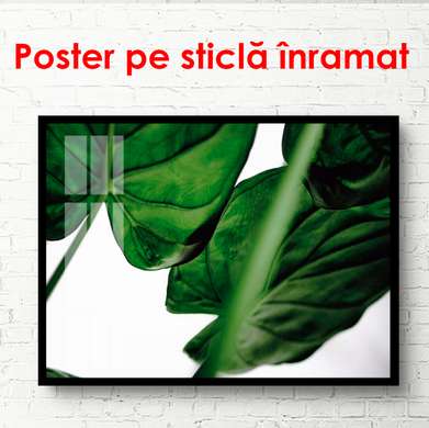 Poster - Frunze de culoare verde închis, 90 x 60 см, Poster înrămat, Botanică