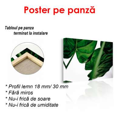 Poster - Dark green leaves, 90 x 60 см, Framed poster, Botanical
