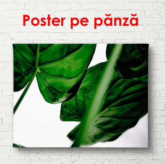 Poster - Dark green leaves, 90 x 60 см, Framed poster