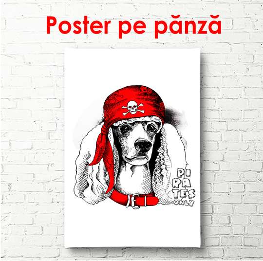 Poster - Poodle in a red cap on a white background, 60 x 90 см, Framed poster
