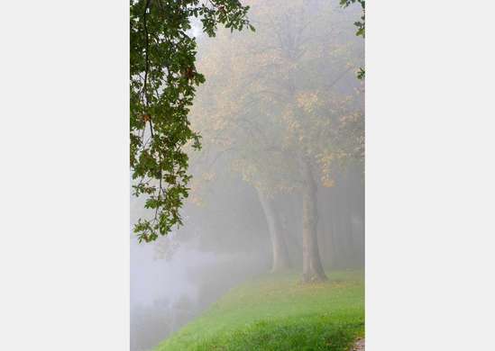 Wall Mural - Trees in the fog