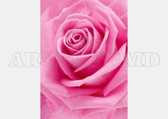 Fototapet - Petale roz