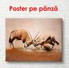 Постер, Горные козлы, 90 x 60 см, Постер в раме, Животные