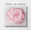 Poster - Delicate pink rose, 100 x 100 см, Framed poster on glass, Flowers