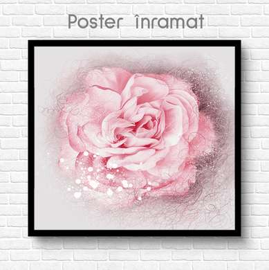 Poster - Delicate pink rose, 100 x 100 см, Framed poster on glass, Flowers