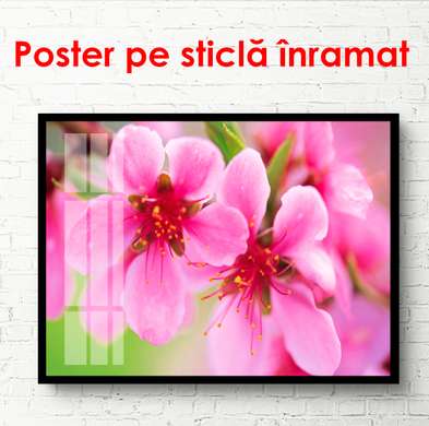 Poster - Flori de primăvară roz pe un copac, 90 x 45 см, Poster înrămat, Flori