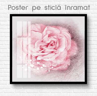 Poster - Delicate pink rose, 40 x 40 см, Canvas on frame